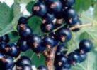 Sell  Black Currant Extract